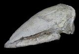 Pachycephalosaurus Claw - Montana #39121-3